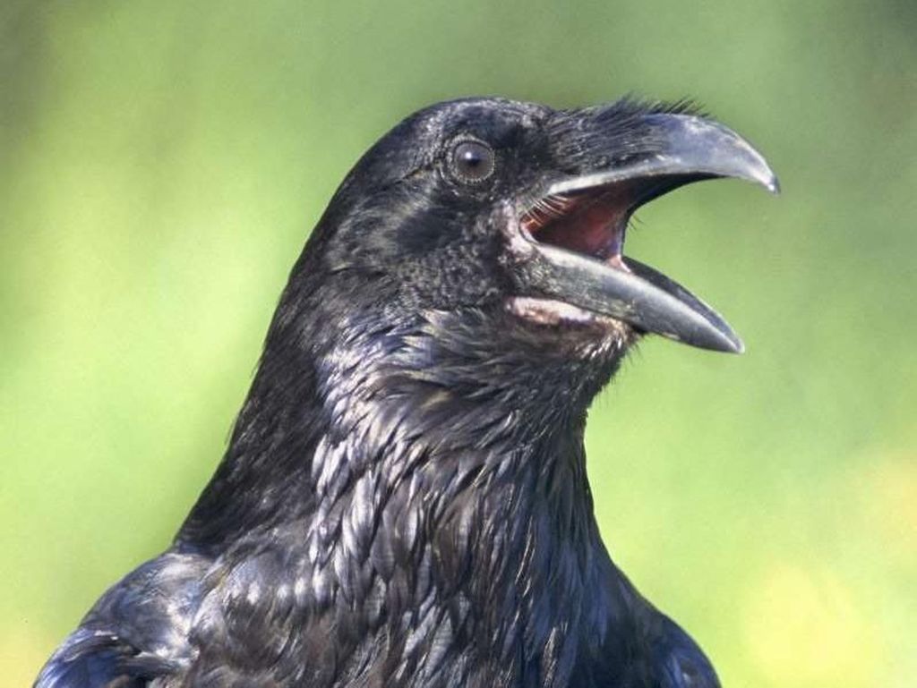 Ketika Burung Gagak Menginjak Awas Ada Gagak Ketika Burung Gagak Menginjak Awas Ada Gagak