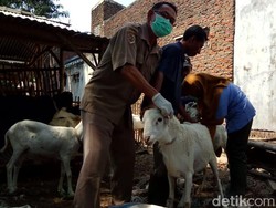 Awas, Hewan Kurban Cacat Masih Ditemukan di Mojokerto