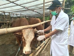 Pengecekan Hewan Kurban di TB Simatupang Sempat Diprotes Pedagang