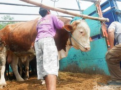 Bobotnya Lebih dari 1 Ton, Sapi di Banjarnegara Ini Laku Rp 52 Juta