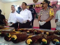 5 Tahun Beraksi, Jaringan Ini Selundupkan 500 Ekor Cenderawasih