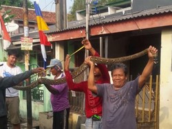 Warga Tangkap Sanca 3,3 Meter yang Sembunyi di Septik Tank