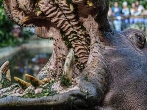 Turis Asal China Tewas Digigit Kuda Nil di Kenya