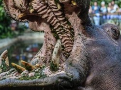 Turis Asal China Tewas Digigit Kuda Nil di Kenya