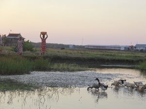 Derita Warga Sulsel Berebut Air dengan Bebek di Empang