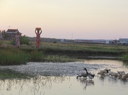 Derita Warga Sulsel Berebut Air dengan Bebek di Empang
