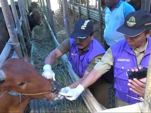 Jelang Idul Adha, Puluhan Sapi di Tasikmalaya Tak Laik Kurban