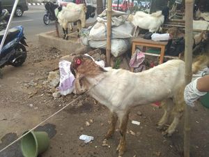 Petugas Temukan 2 Hewan Kurban Cacat di TB Simatupang