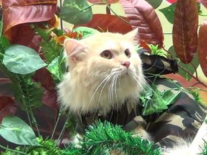 Rayakan Hari Kemerdekaan, Kucing di Bali Jadi Tentara