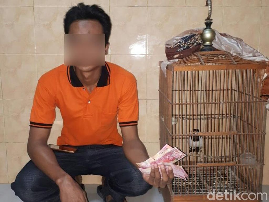 Pria Banyuwangi Ini Ditangkap Jual Jalak Suren di Medsos Pria Banyuwangi Ini Ditangkap Jual Jalak Suren di Medsos
