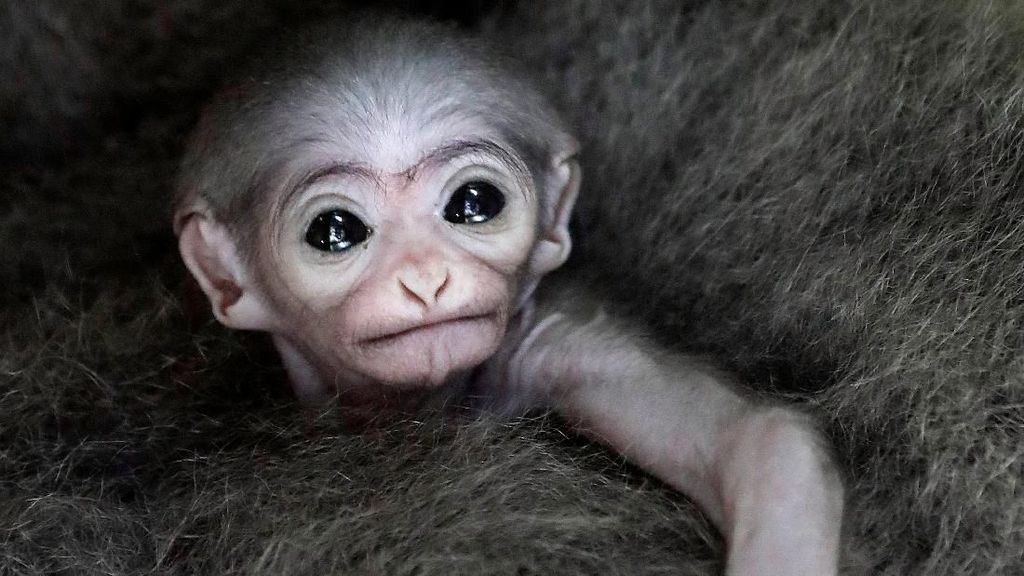 Potret Gemas Bayi Owa Jawa di Kebun Binatang Praha