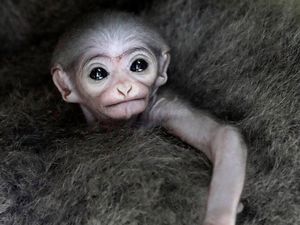 Potret Gemas Bayi Owa Jawa di Kebun Binatang Praha