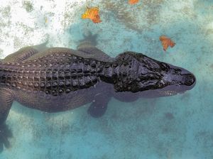 Ini Bedanya Alligator dan Buaya, Serupa Tapi Tak Sama