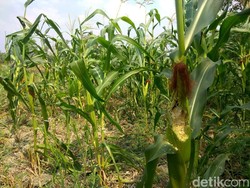 Petani Jagung di Lamongan Rugi Puluhan Juta Gara-gara Tikus