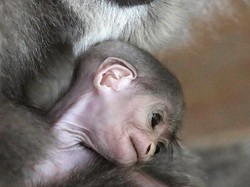 Kabar Gembira! Slamet, Primata Sangat Langka asal RI, Melahirkan di Inggris
