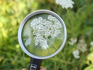 Cara Jerman Lindungi Alam Lewat Proyek Serangga Musim Panas