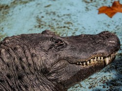 Ngeri! Nenek Tewas Diserang Aligator saat Jalan-jalan Bersama Anjingnya