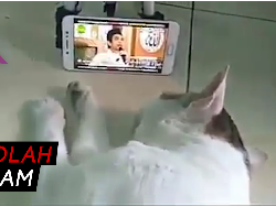 Wow! Kucing Ini Anteng Banget Dengar Tausiah Ustaz