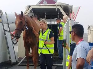 Perlakuan Spesial untuk Kuda-kuda Asian Games 2018