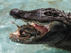 Saat Nenek Gagah Berani Usia 84 Tinju Buaya Ganas