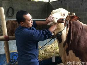 Di Bandung, Satgas Temukan 60 Sapi dan 585 Domba Tak Layak Kurban