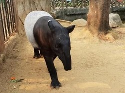 Berkeliling Melihat Satwa Lucu juga Unik di Ancol