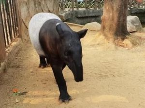 Berkeliling Melihat Satwa Lucu juga Unik di Ancol Berkeliling Melihat Satwa Lucu juga Unik di Ancol