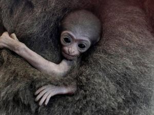 Selamat! Slamet, Primata Sangat Langka asal Indonesia Melahirkan di Inggris