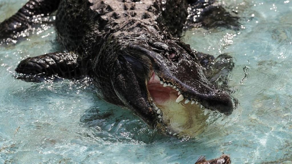 Foto: Perkenalkan Muja, Aligator Amerika Tertua di Dunia