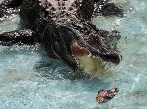 Foto: Perkenalkan Muja, Aligator Amerika Tertua di Dunia