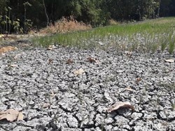 Sumur di Ngawi Tetap Semburkan Gas, Sawah Kering Padi Mati