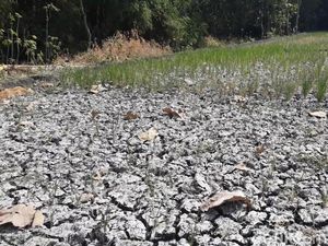 Sumur di Ngawi Tetap Semburkan Gas, Sawah Kering Padi Mati Sumur di Ngawi Tetap Semburkan Gas, Sawah Kering Padi Mati