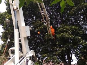 Damkar Evakuasi Sarang Tawon di Pohon di Kebayoran Baru