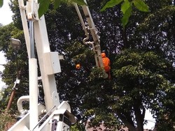 Damkar Evakuasi Sarang Tawon di Pohon di Kebayoran Baru