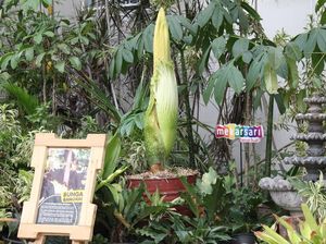 Jelang HUT RI, Bunga Bangkai Siap Mekar di Mekarsari
