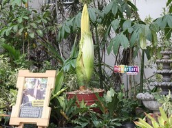 Jelang HUT RI, Bunga Bangkai Siap Mekar di Mekarsari