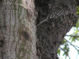 Melihat Pohon Randu Bisa Kencing di Rembang