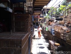 Ada Permen LHK, Pasar Burung Depok Solo Sepi Pembeli