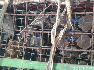 Ular Sanca 3 Meter Kagetkan Petani di Banjarnegara Ular Sanca 3 Meter Kagetkan Petani di Banjarnegara