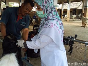 Sidak Hewan Kurban di Ponorogo, Petugas Temukan Mata Sapi Cacingan Sidak Hewan Kurban di Ponorogo, Petugas Temukan Mata Sapi Cacingan