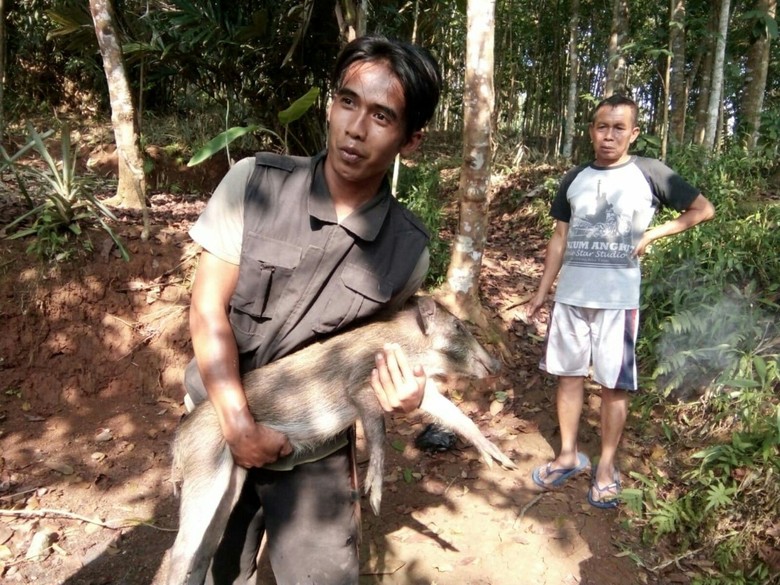 Kawanan Babi Hutan Masuk Permukiman, Warga Ciamis Resah