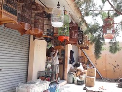 Pedagang Burung di Brebes Ini Usul Pencari Burung Liar Ditindak