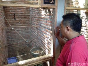 Ada Permen LHK, Penangkar Murai Batu di Jepara Was-was Ada Permen LHK, Penangkar Murai Batu di Jepara Was-was