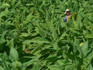 Hari Tanpa Tembakau: Ini Bahaya Tanam Tobacco yang Jarang Disadari Hari Tanpa Tembakau: Ini Bahaya Tanam Tobacco yang Jarang Disadari
