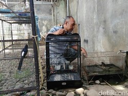 Tolak Permen LHK, Begini Curhat Kicau Mania di Purworejo