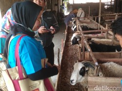 Ini Tanda Hewan Kurban di Cirebon Sehat dan Layak Dibeli