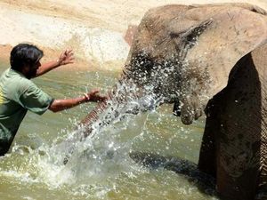Mengapa Gajah Jarang Terkena Kanker?