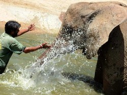 Mengapa Gajah Jarang Terkena Kanker?