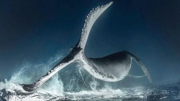 Karya Jawara Kontes Foto Underwater 2018 Bikin Terpukau