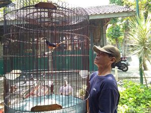 Ada Permen LHK, Pedagang Burung di Yogyakarta Pun Resah Ada Permen LHK, Pedagang Burung di Yogyakarta Pun Resah
